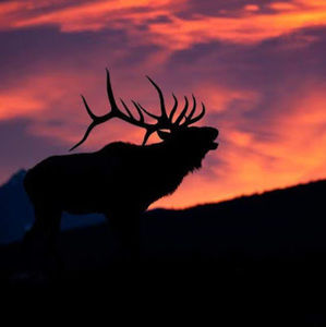 Meet your Posher, Dillon